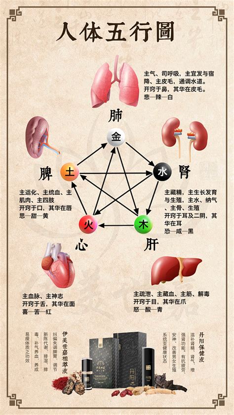 五行 五脏|人身五行